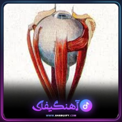دانلود آهنگ گریه داره از هیچکس - آهنگیفای