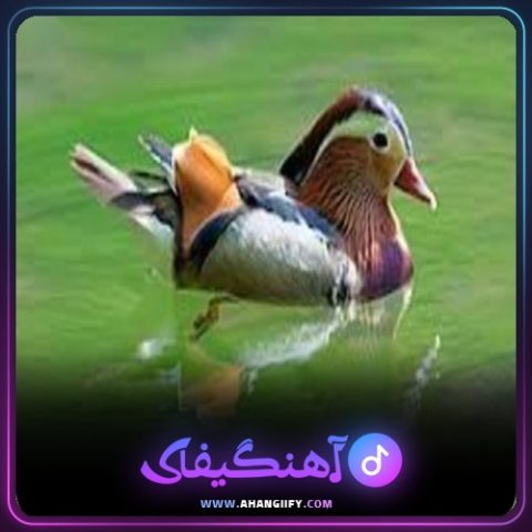 دانلود آهنگ آیینه رسالت از بیژن خاوری - آهنگیفای