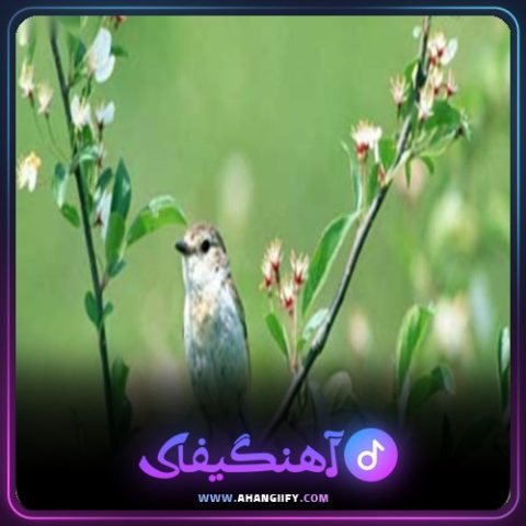 دانلود آهنگ عطر نرگس از بیژن خاوری - آهنگیفای
